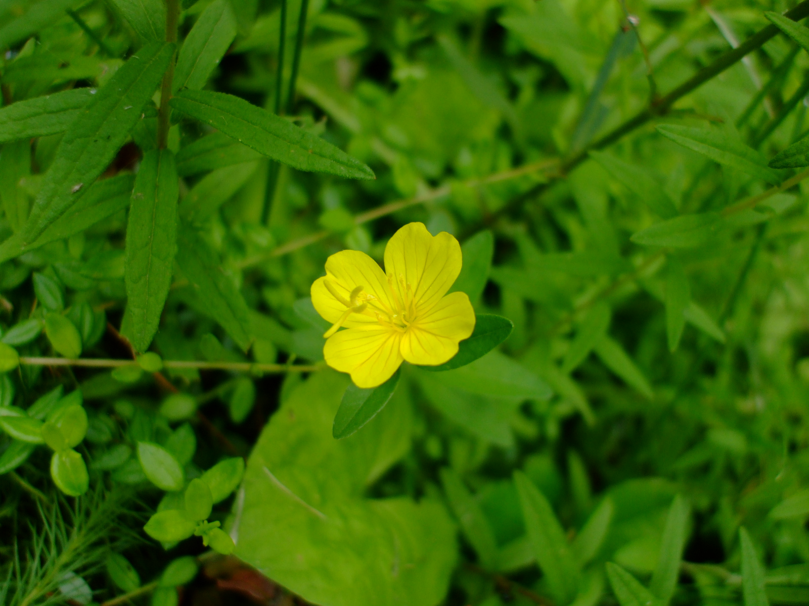 Oenothera perennis